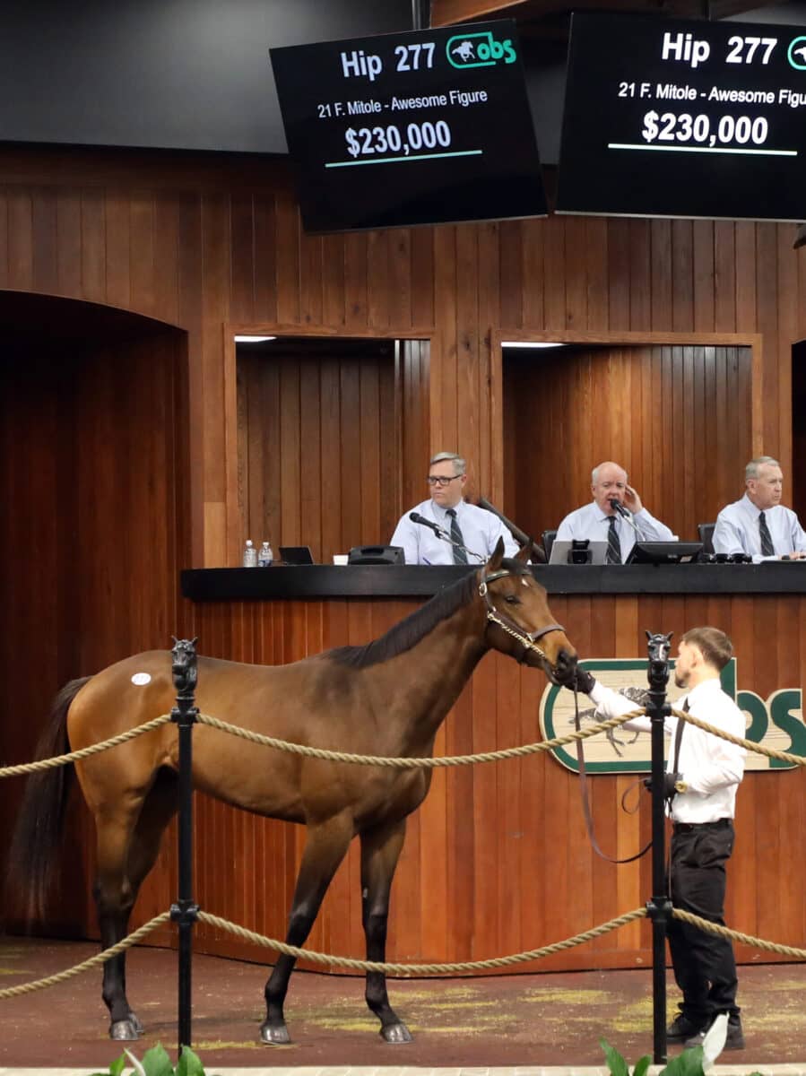 $230,000 | Filly o/o Awesome Figure | Purchased by Michael Maker | '23 OBSMAR | Z photo