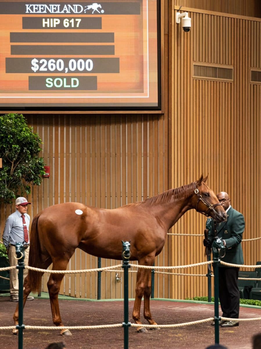 $260,000 | Colt o/o Divine Heart | Purchased by Three Amigos | '22 KEESEP | Nicole Finch photo