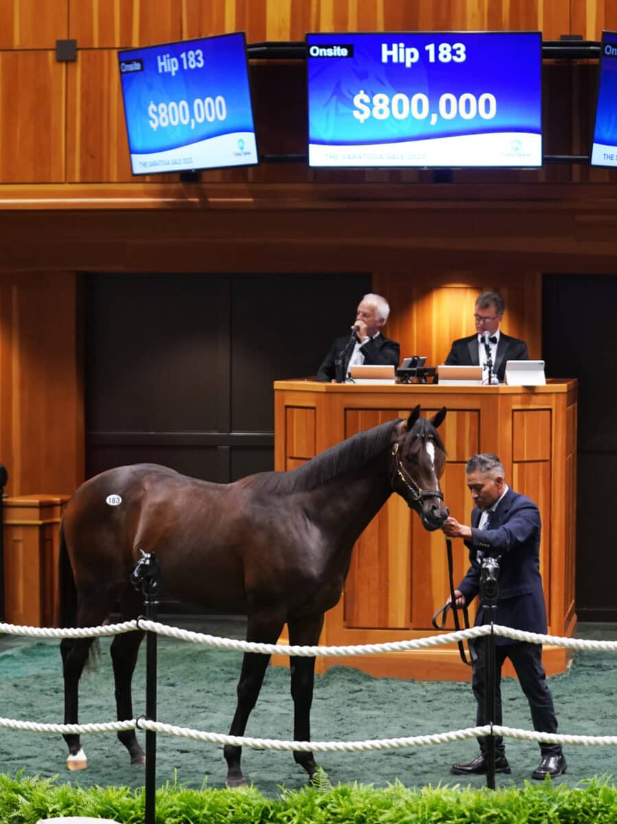 $800,000 at '23 F-T Saratoga | Colt o/o Supreme | Purchased by Grandview Equine | Z photo