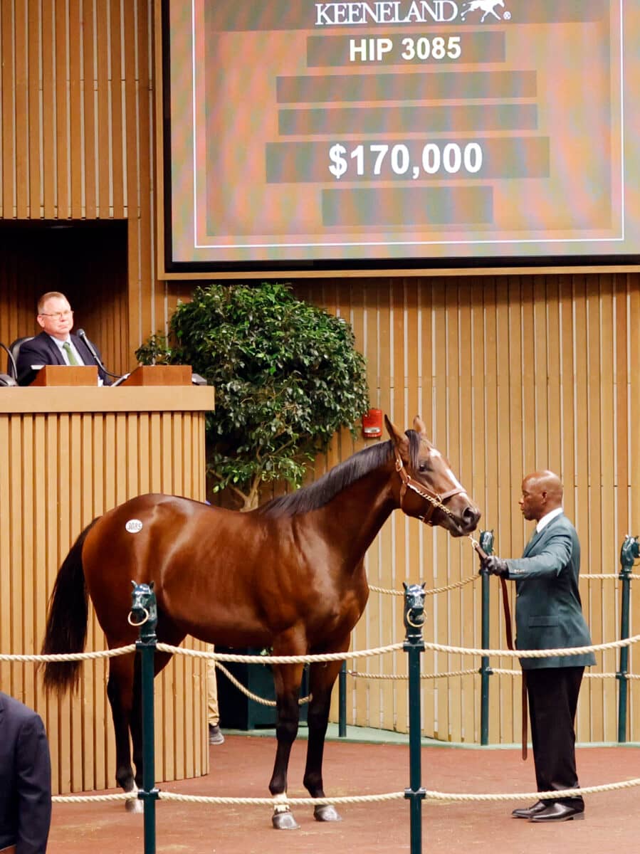$170,000 at '23 KEESEP | Colt o/o Redemption Code | Purchased by Grandview Equine | Z photo