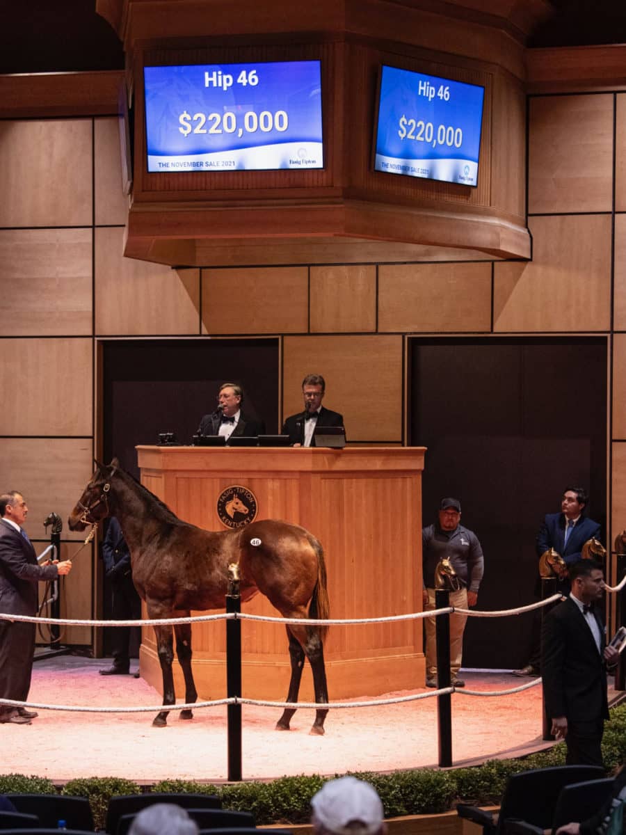 $220,000 | Hip 46 filly o/o Glory Road | Purchased by Sewanne Investments | F-T NOV 21