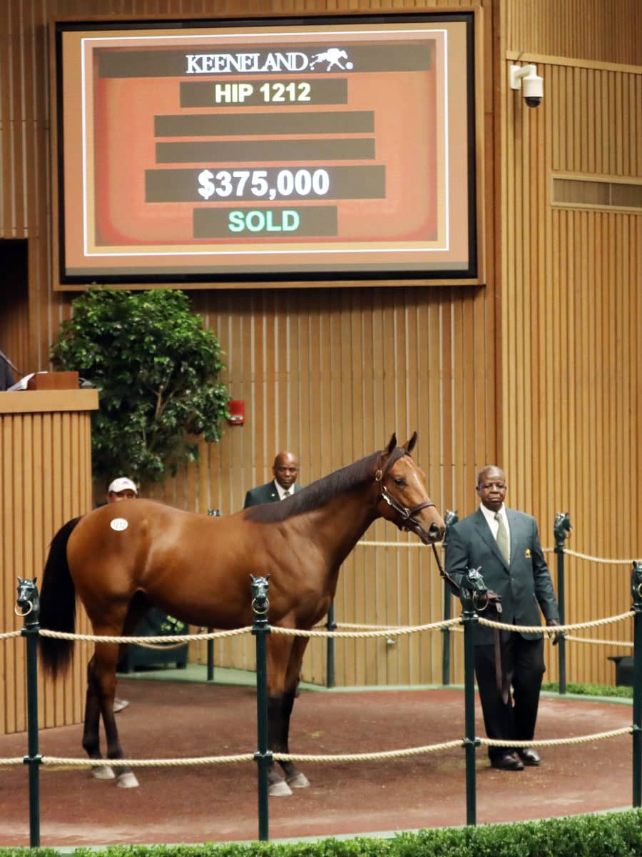 $375,000 | Colt o/o Storm Raven | Purchased by Winchell Thoroughbreds | '22 KEESEP | Nicole Finch photo