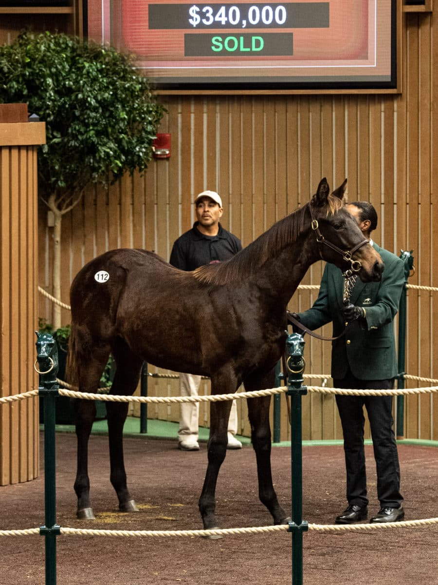 $340,000 | Hip 112 colt o/o Fair Huntress | Purchased by Bolter Bloodstock | KEENOV22 | Photos by Z