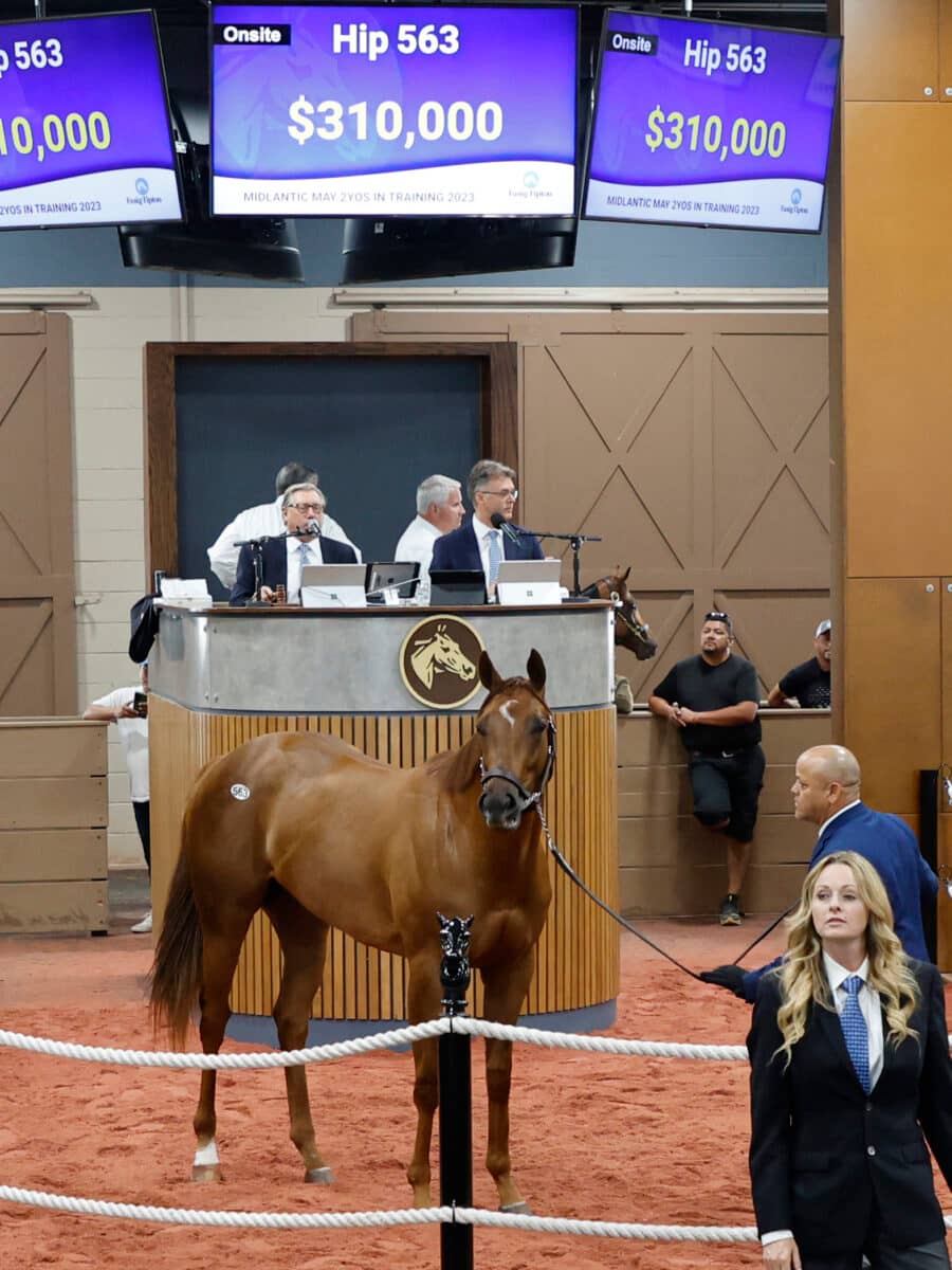 $310,000 | Filly o/o Wake Me Up | Purchased by West Bloodstock for Robert & Lawana Low | '23 F-T Midlantic | Z photo