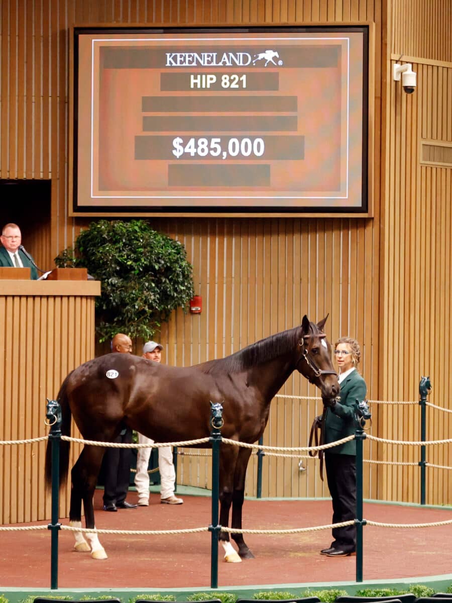 $485,000 at '23 KEESEP | Colt o/o Cayala | Purchased by Donato Lanni, for SF Bloodstock/Starlight Racing/Madaket Stables | Z photo