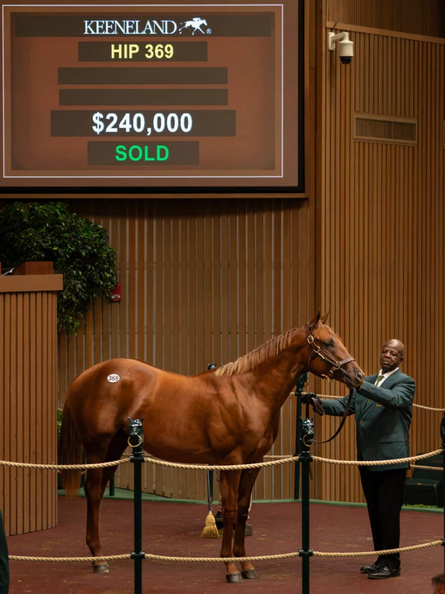 $240,000 at '23 KEESEP | Colt o/o Terminology | Purchased by Starlight Racing/Harrell Ventures | Nicole Finch photo