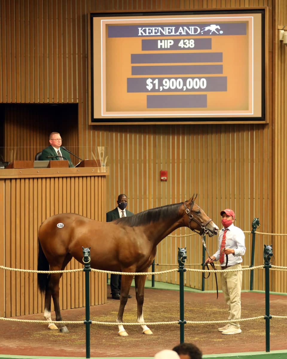 Hip 438 $1,900,000 filly o/o Taylor S | Purchased by OXO Equine | Keeneland September 2020 | Photo by Z