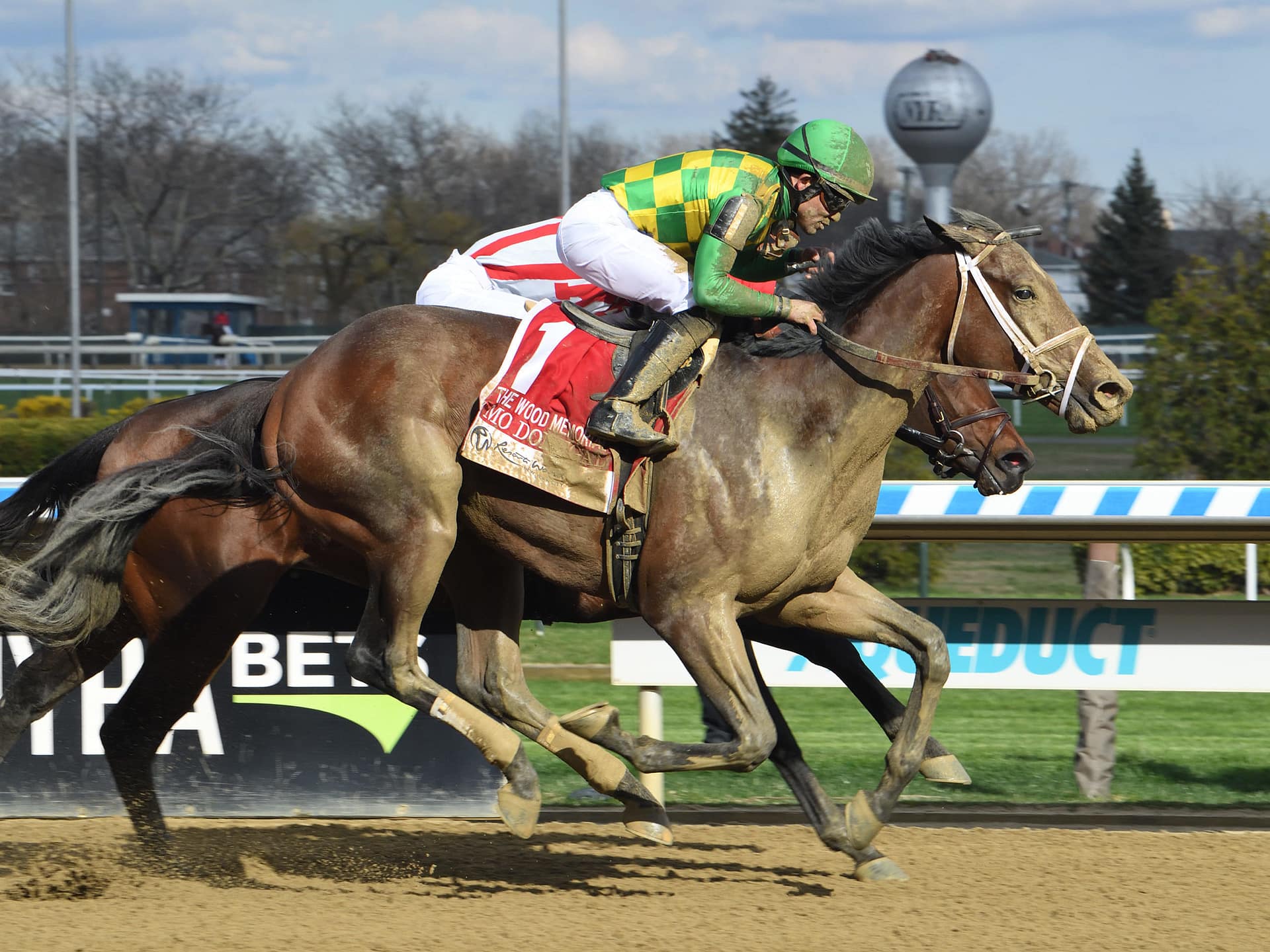 Mo Donegal Thoroughbred Stallion at Spendthrift Farm, KY