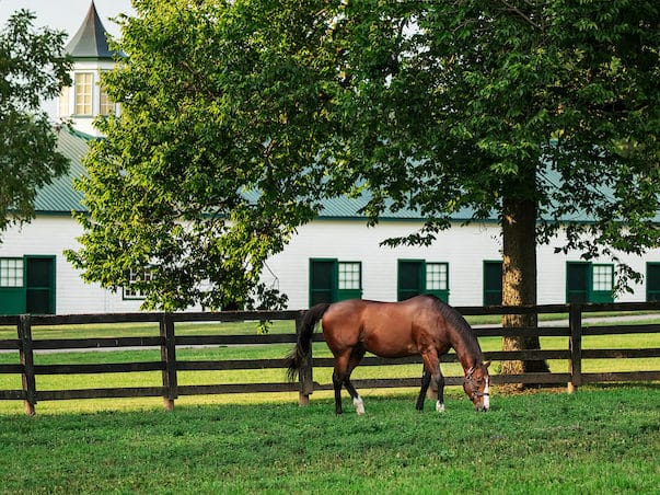 2020 Stallion Roster & Fees Announced - Spendthrift - A Kentucky 