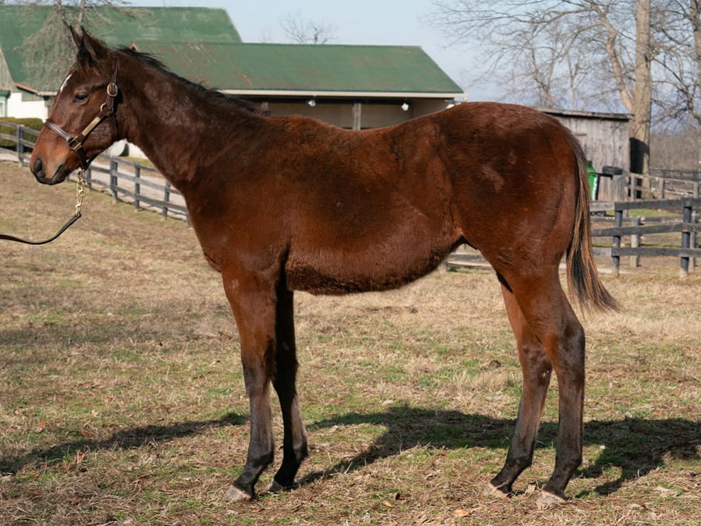 Bolt d'Oro's hip No. 518 prior to the 2023 Keeneland January sale