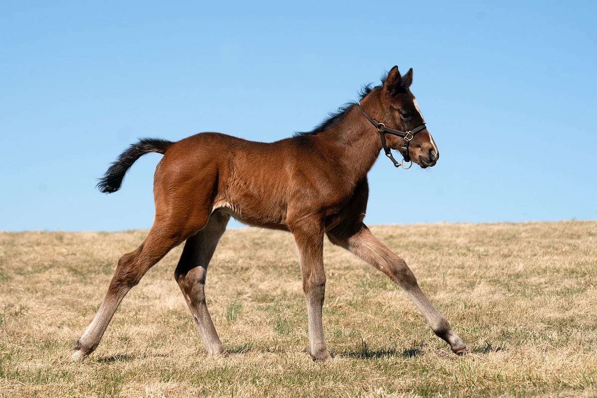 Supreme colt | Pictured at 3 weeks old | Bred by Stonestreet | Mathea Kelly photo
