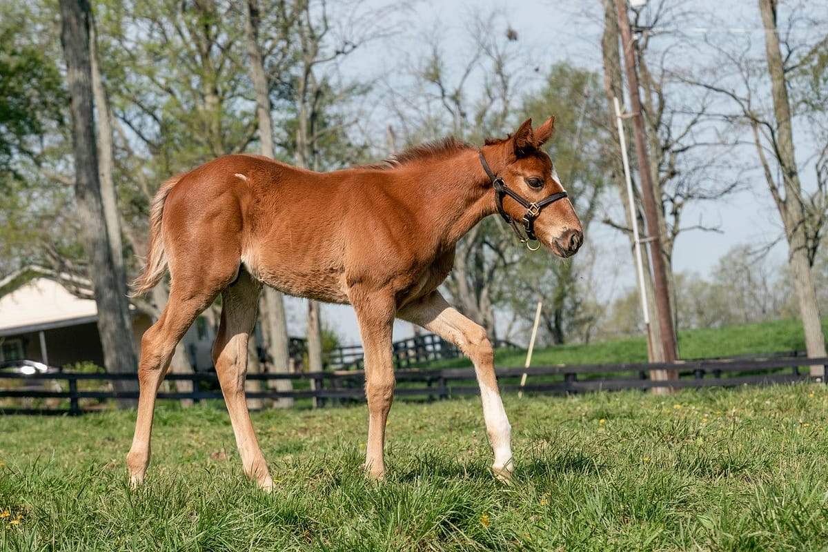 Electric Boat colt | pictured at 1 month old | Bred by Douglas Wert
