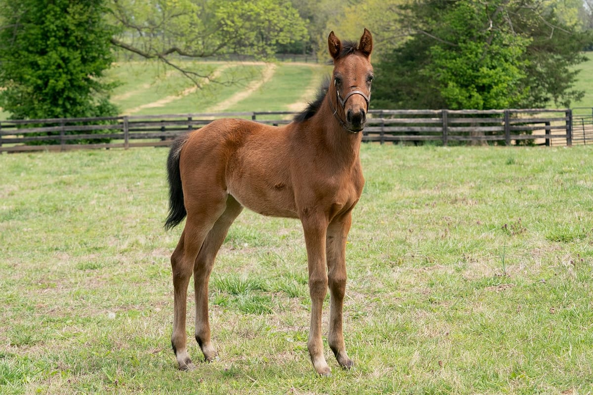 Jenny June filly | Pictured at 50 days old | Bred by Deann Baer & Greg Baer DVM | Mathea Kelly photo