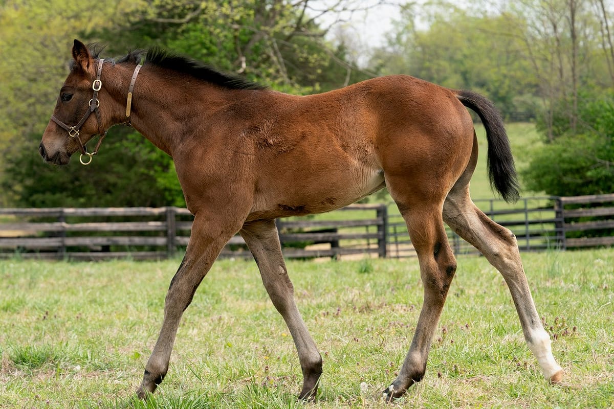 Totem Power colt | Pictured at 70 days old | Bred by Mercedes Stables | Mathea Kelly photo