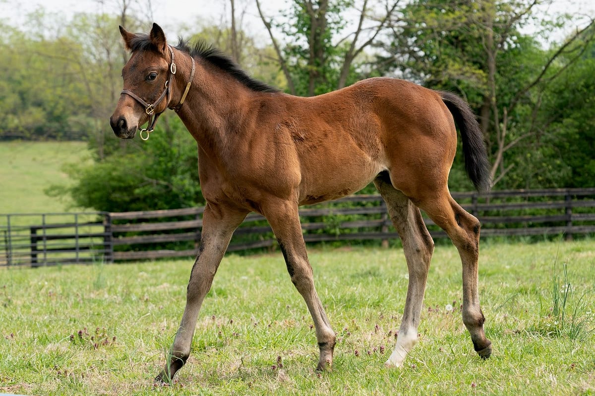 Totem Power colt | Pictured at 70 days old | Bred by Mercedes Stables | Mathea Kelly photo