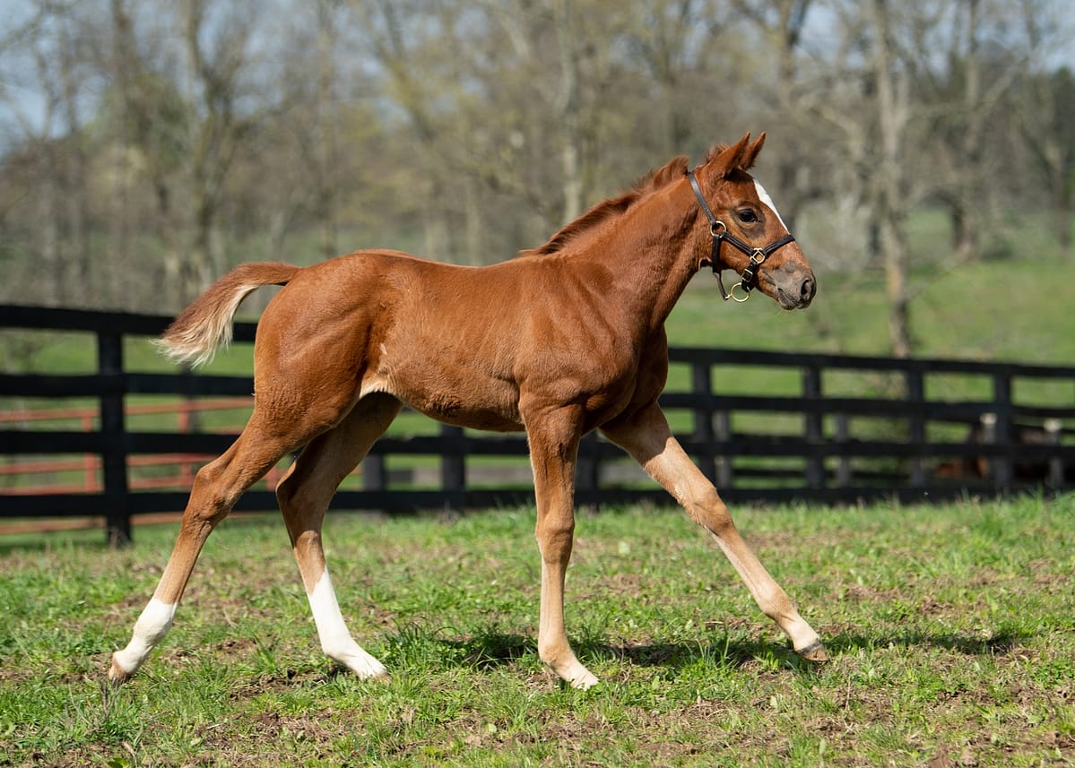 Sound of Thunder 20 filly | Pictured at 37 days old | Bred by Pillar Property Services Inc. | Photo by Spendthrift Farm / Autry Graham