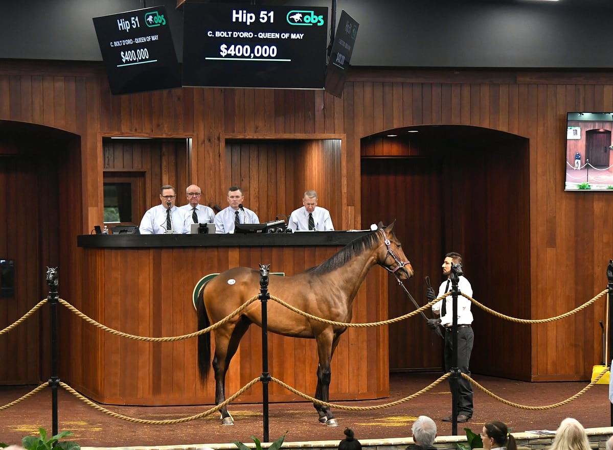 $400,000 colt at OBSMAR | Hip 51 o/o Queen of May | Purchased by Muir Hut Stables | Judit Photo