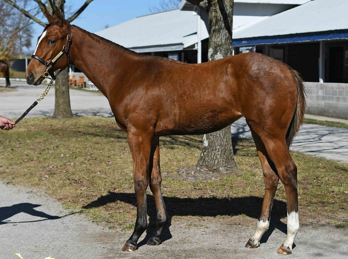 $280,000 at '22 KEENOV | Filly o/o Truly Gifted | Purchased by AAA Thoroughbreds | Courtesy Keeneland