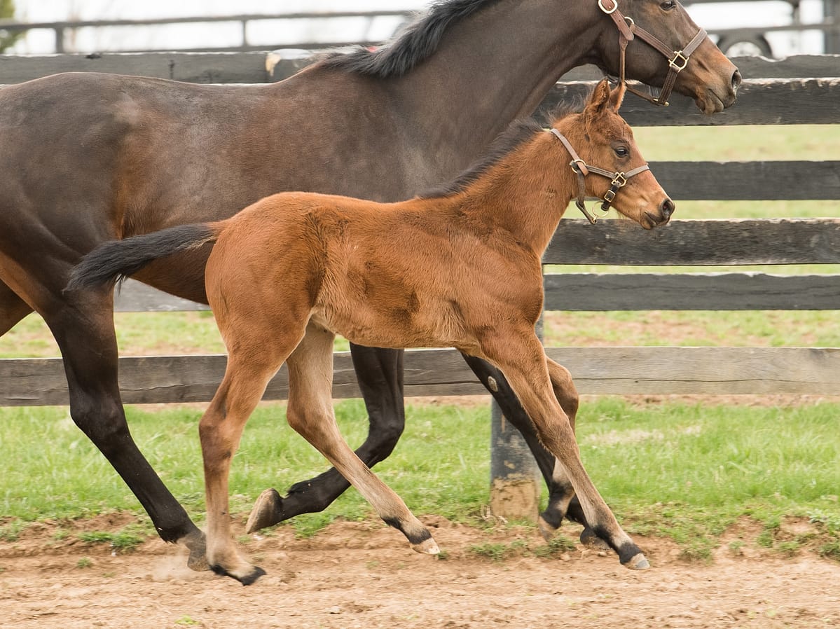 Fully Equipped Colt | Bred by Elm Tree Farm | Spendthrift Farm Photo