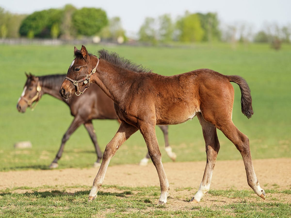 Feria de Flores colt | Pictured at 78 days old | Bred by Jackpot Farm | Nicole Finch photo
