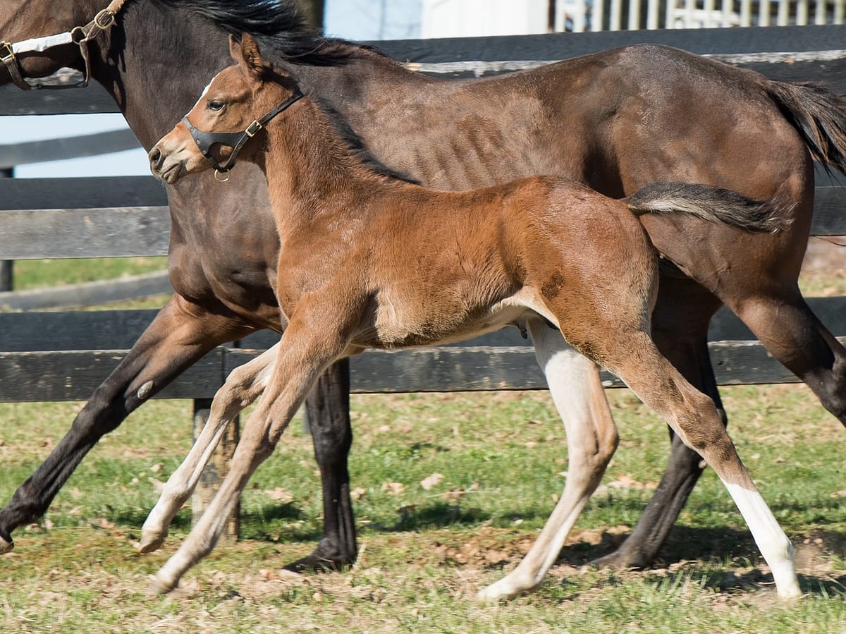 Green Eyed Cat Colt | Bred by Ledgelands Farm | Spendthrift Farm Photo