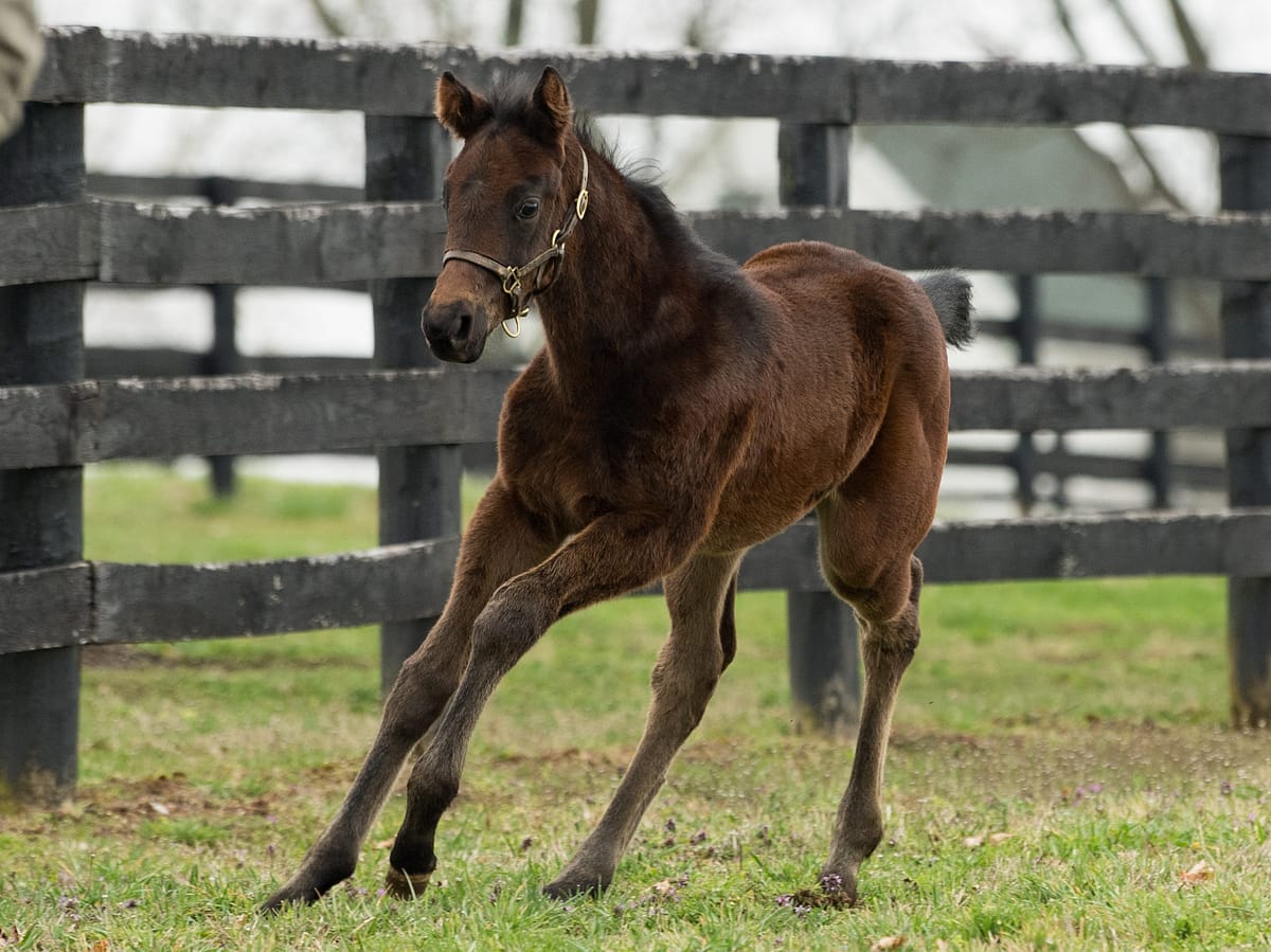 Awesome Broad 20 filly | Pictured at 44 days old | Bred by Wen-Mick Thoroughbreds | Spendthrift Farm / Autry Graham photo