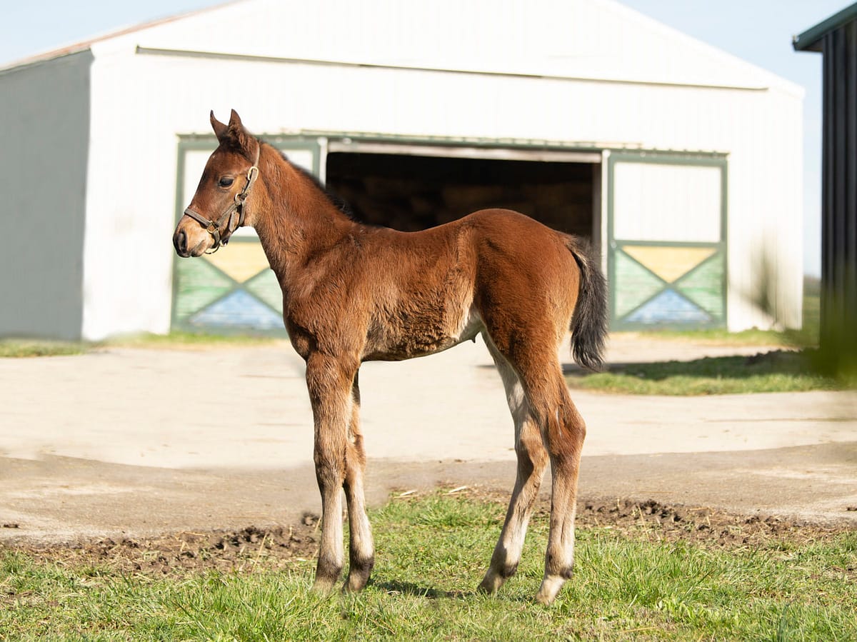 Silly Little Momma 20 filly | Bred by Scott Pierce | Photo by Spendthrift Farm / Autry Graham