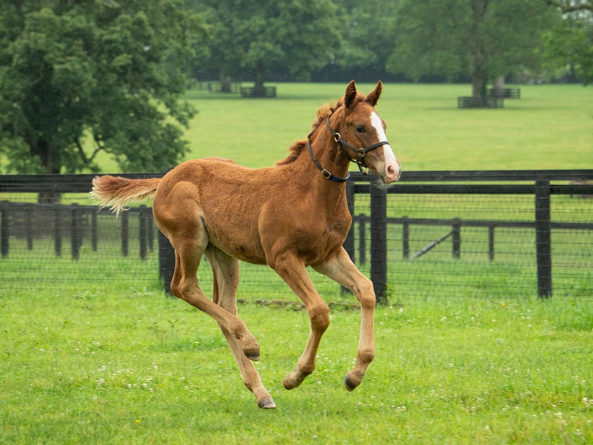 Giant's Causey 21 filly | Pictured at 3 months old | Bred by Tami Bobo | Spendthrift Farm Photo