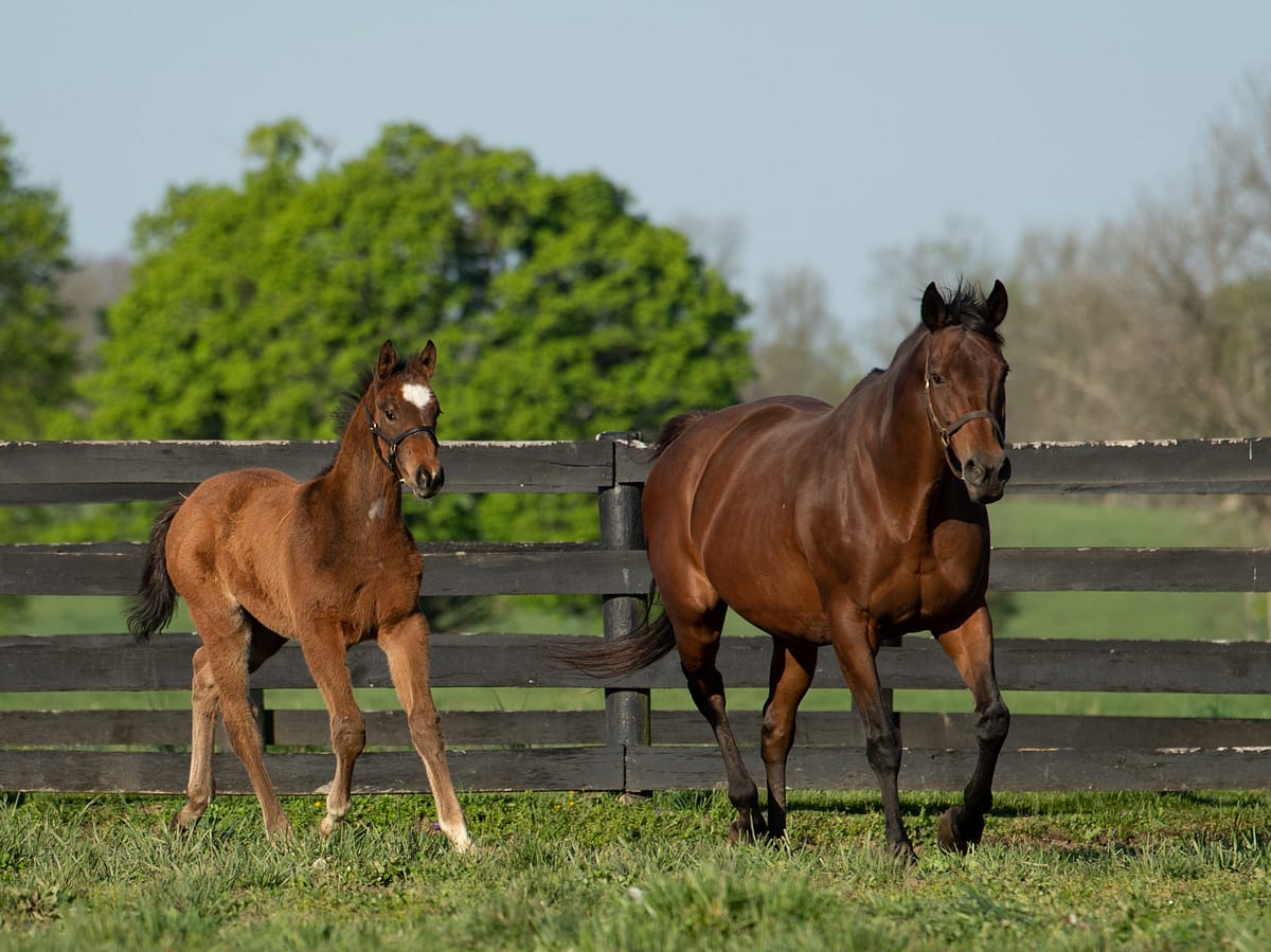 Lawanda 21 filly | Pictured at 3 months old | Bred by Clarkland Farm | Spendthrift Farm Photo