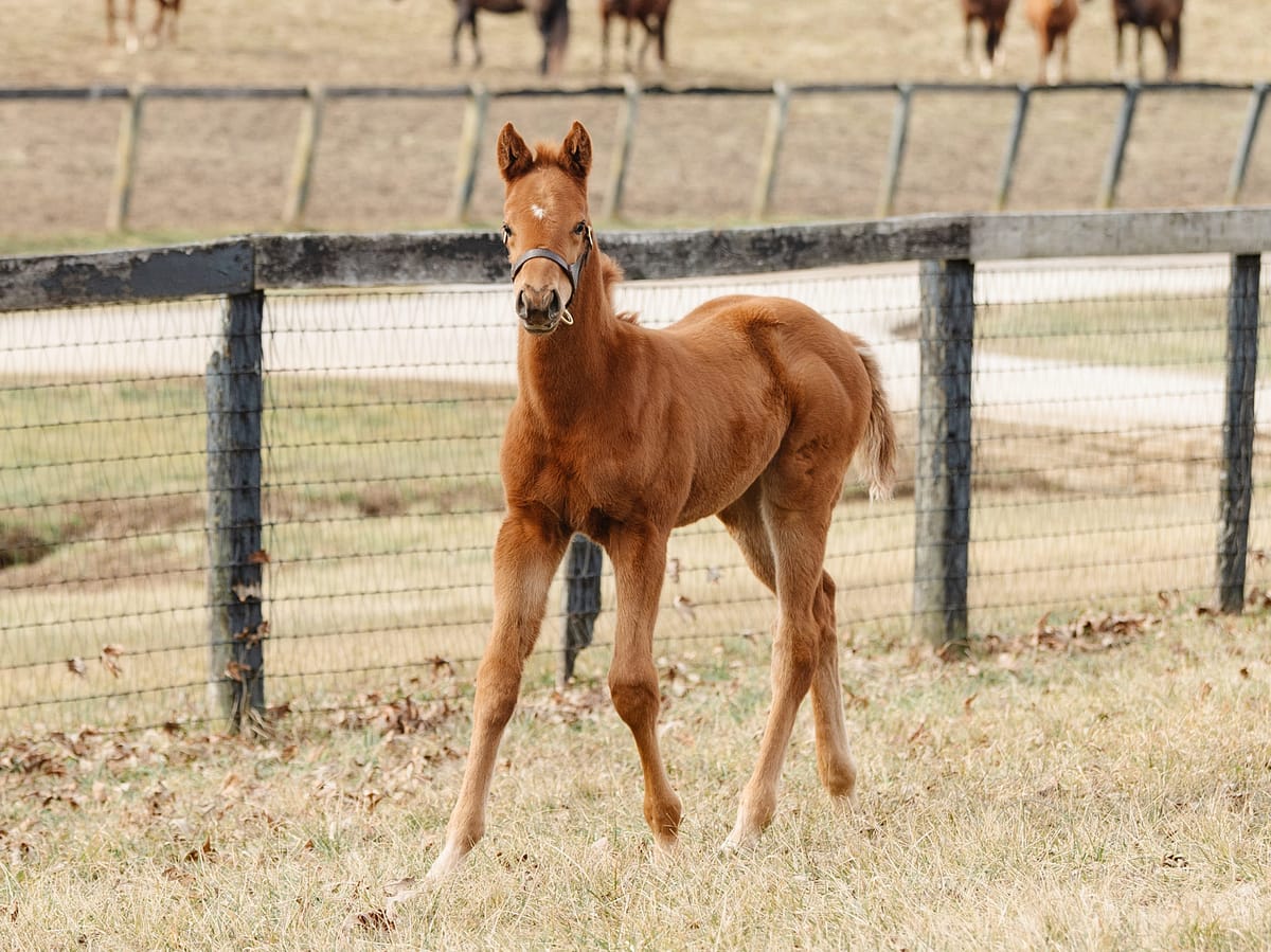 Shine Time 21 filly | Pictured at 1 month old | Bred by Brandywine Farm | Spendthrift Farm Photo