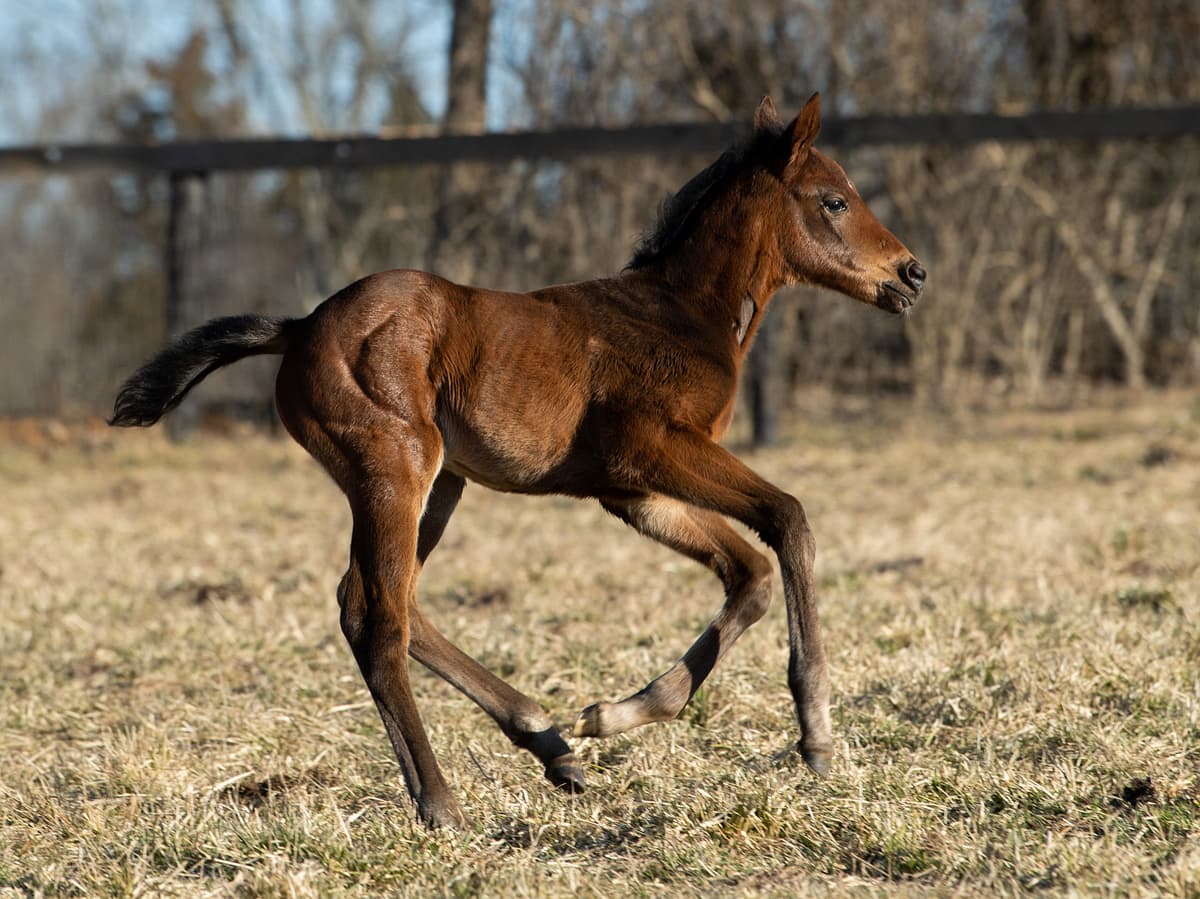 True Boots 21 filly | Bred by Cain Marcuzzi | Pictured at 9 days old | Spendthrift Farm Photo