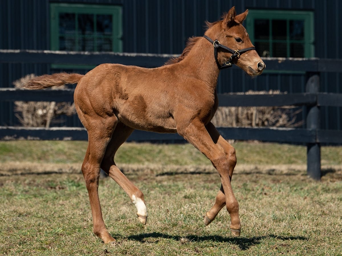 War Relic 21 colt | Pictured at 33 days old | Bred by Elm Tree Farm | Spendthrift Farm Photo