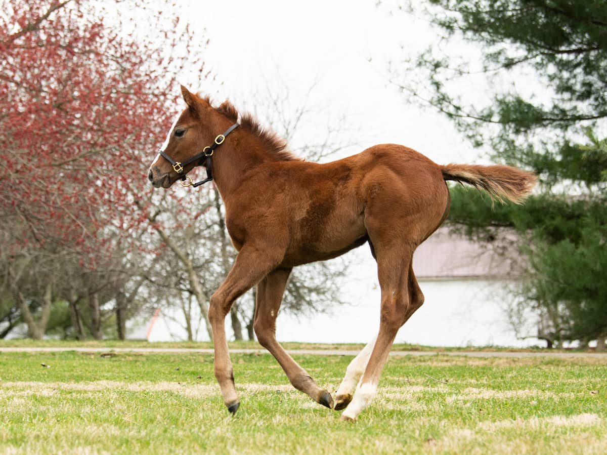 Sophie Sophie 21 filly | Pictured at 37 days old | Bred by Montasacro Farm | Spendthrift Farm Photo