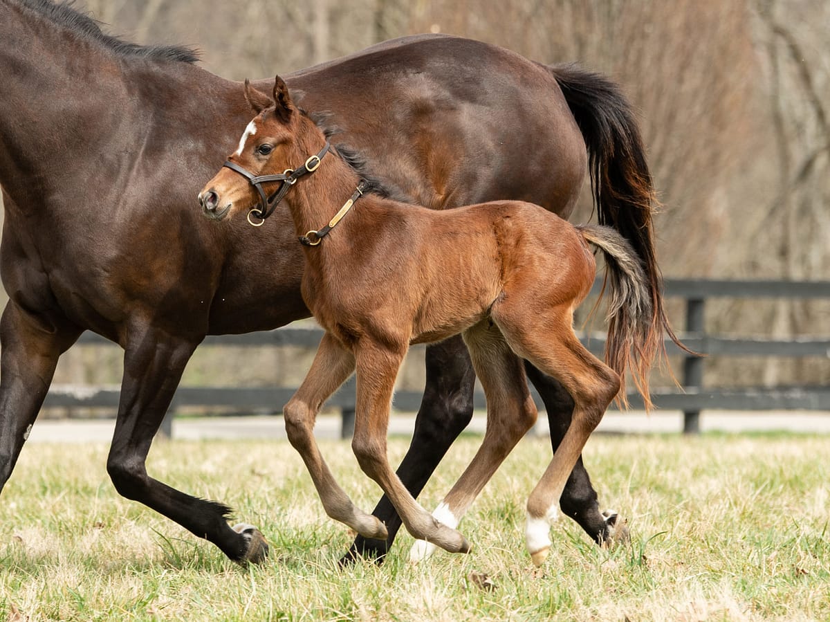 Differ 21 colt | Pictured at 8 days old | Bred by Lyn Burleson | Spendthrift Farm Photo