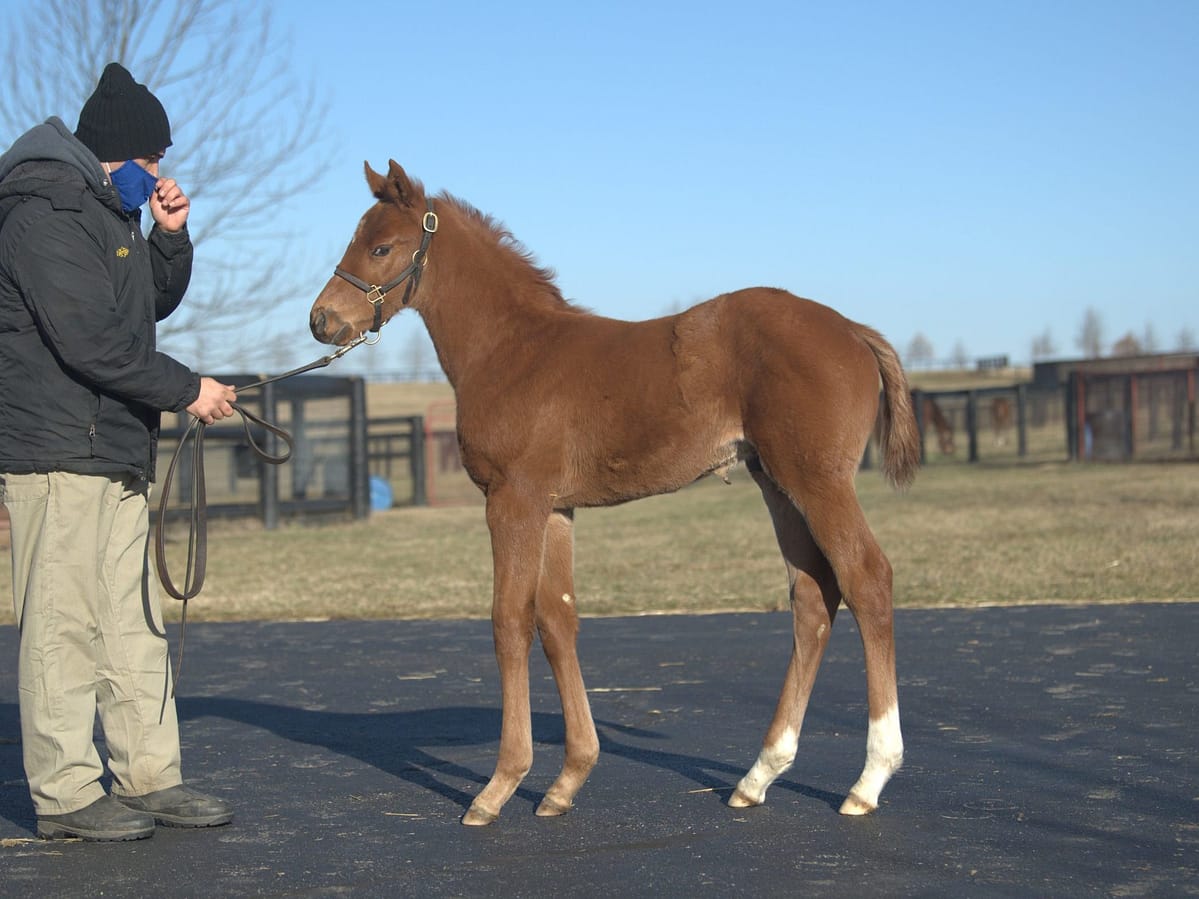 Secret Ingredient 21 colt | Pictured at 29 days old | Bred by Siena Farm | Spendthrift Farm photo