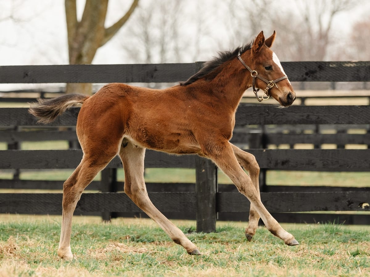Star of Gallantry 21 colt | Pictured at 1 month old | Bred by Wynnstay Farm | Spendthrift Farm Photo