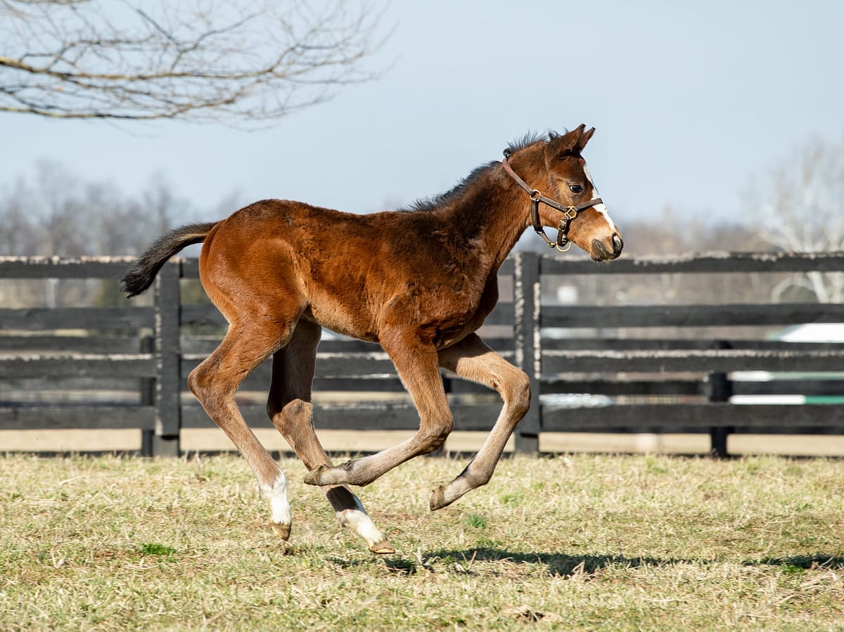 Malibu Cove colt | pictured at 1 month old | Bred by Spendthrift Farm | Spendthrift Farm Photo