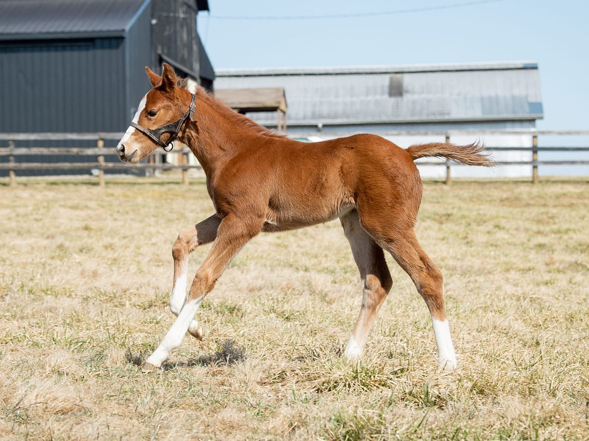 Hot Autumn filly | Pictured at 2 weeks old | bred by Coteau Grove | Spendthrift Farm Photo
