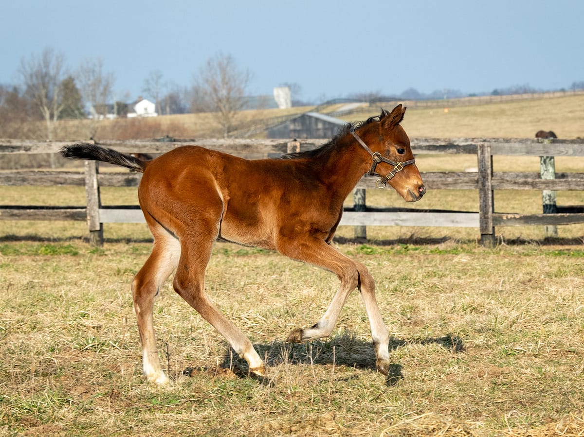 Incredible You colt | Pictured at 3 weeks old | Bred by Glencrest Farm | Spendthrift Farm Photo