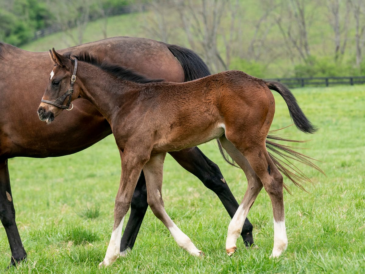 Parade of Roses colt | Pictured at 8 weeks old | Bred by KatieRich Farms | Mathea Kelly photo