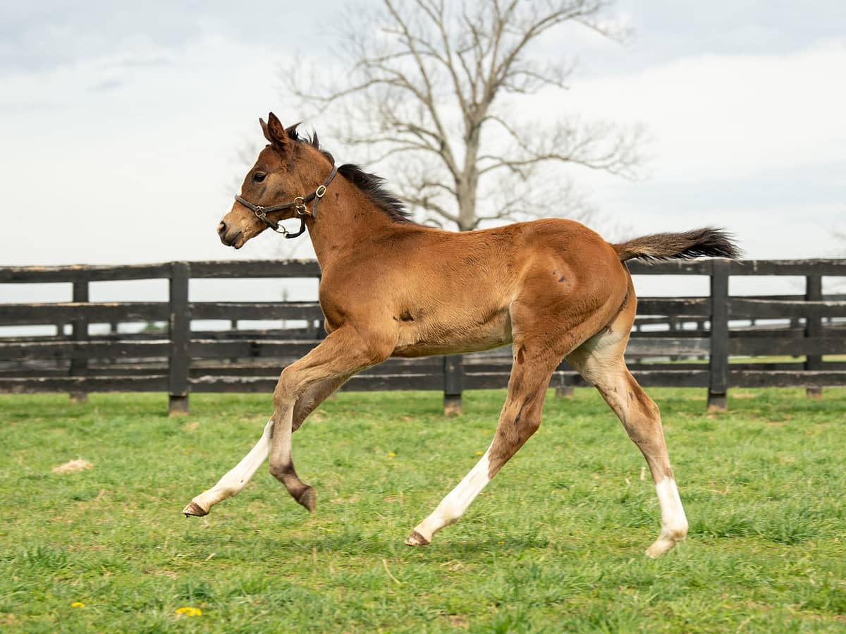 Pyrrhic Victory colt | Pictured at 2 months old | Bred by Kingswood Farm & David Egan | Autry Graham photo