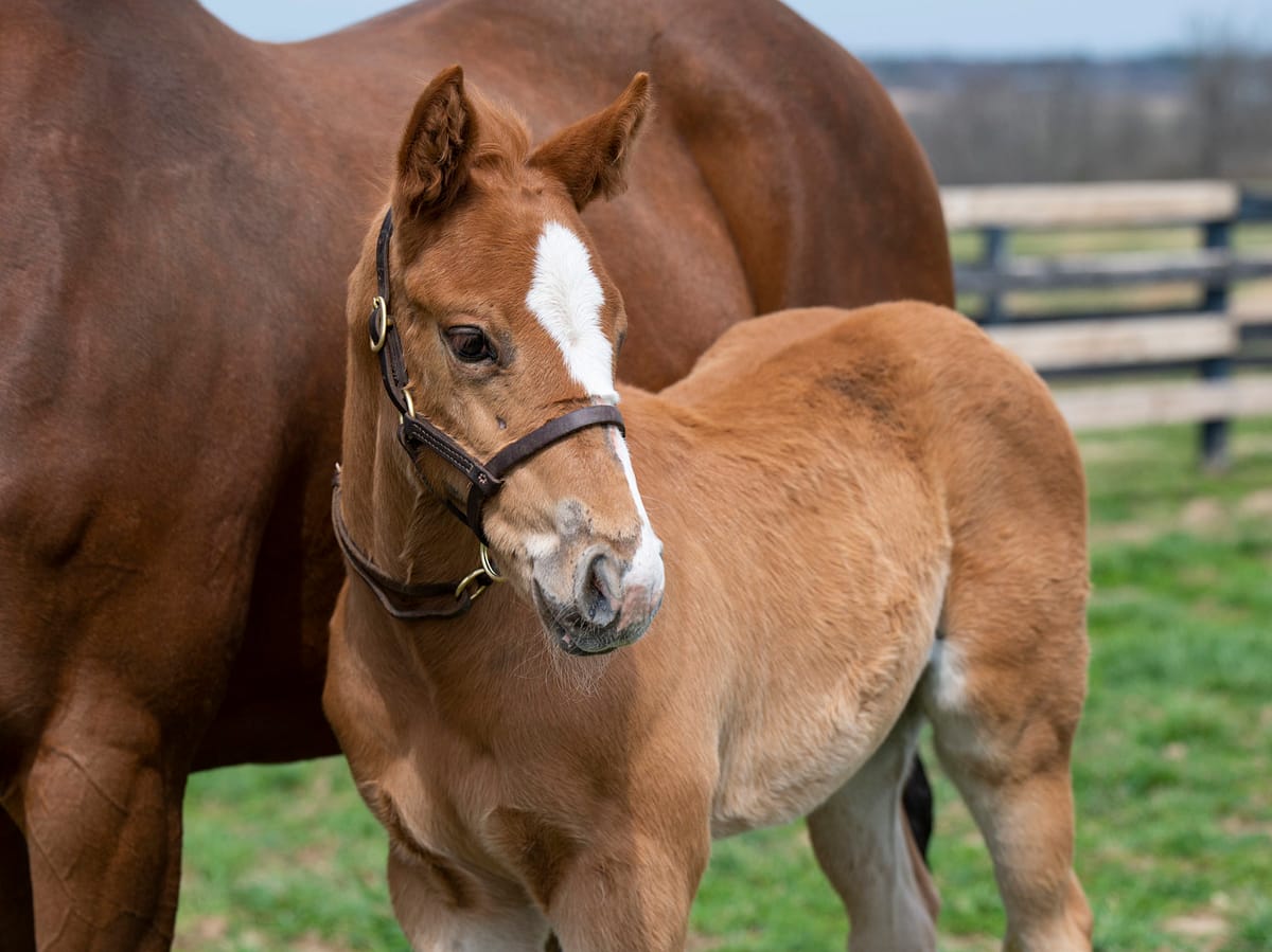 Wise Strike colt | Pictured at 40 days old | Bred by BlackRidge Stables | Kelcey Loges photo