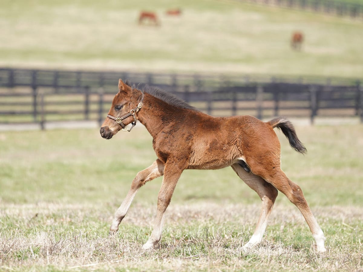 Heartbreak Hill colt | Pictured at 44 days old | Bred by Scott Pierce | Nicole Finch photo