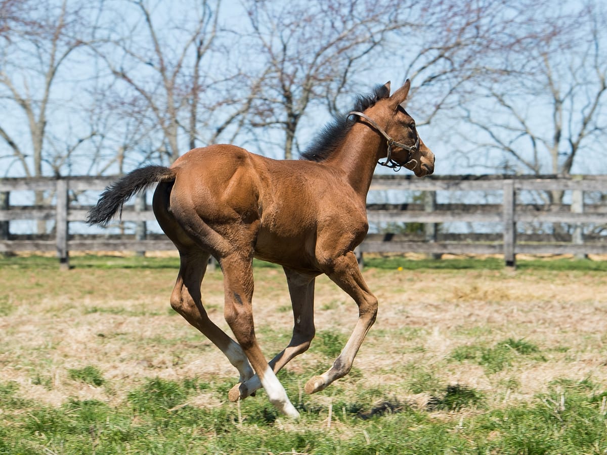 Anandi Filly | Bred by Zent Farm | Spendthrift Farm Photo