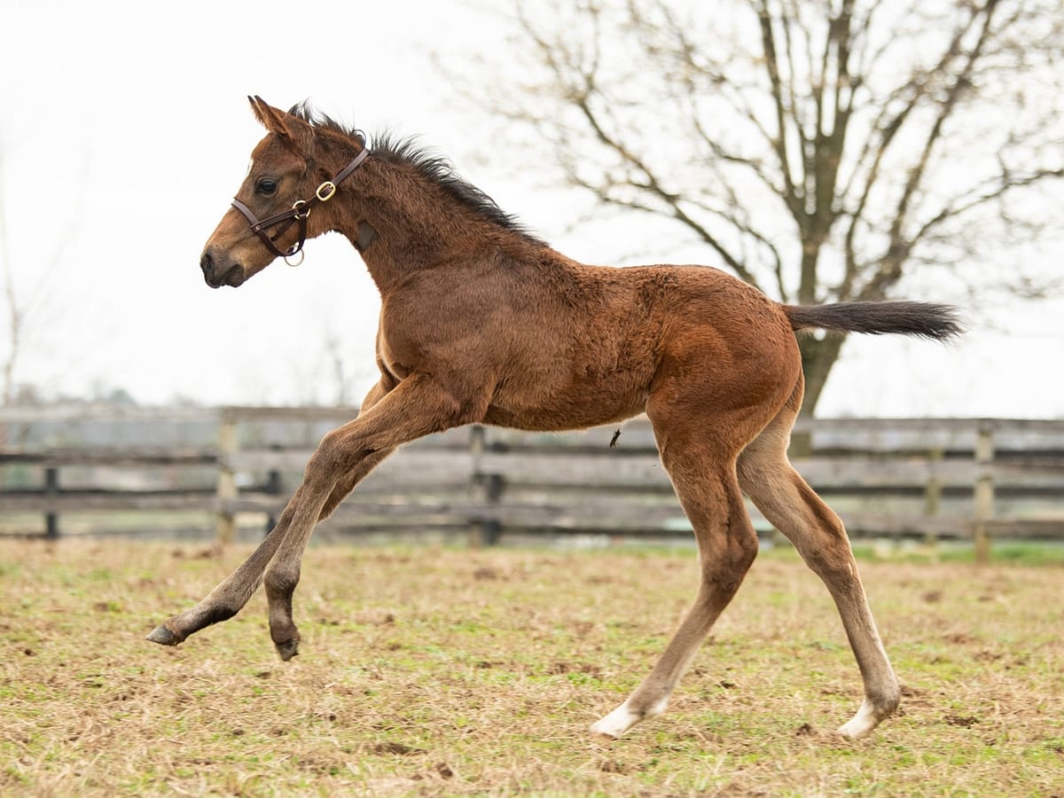Money Madness colt pictured at 30 days | Bred by Polo Green | Spendthrift Farm / Autry Graham Photo