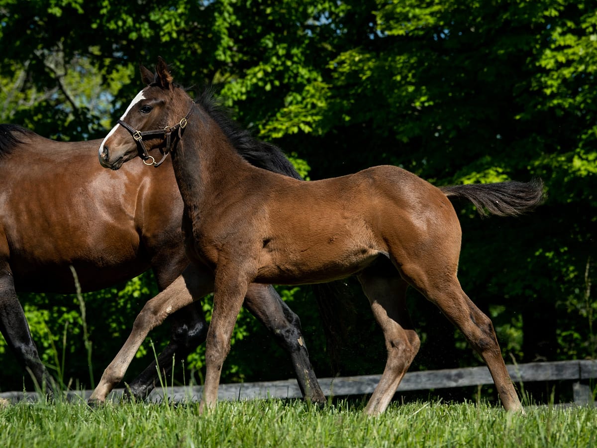 Queens Wood colt | Pictured at 3 months old | Bred by Haymarket Farm | Spendthrift Farm Photo