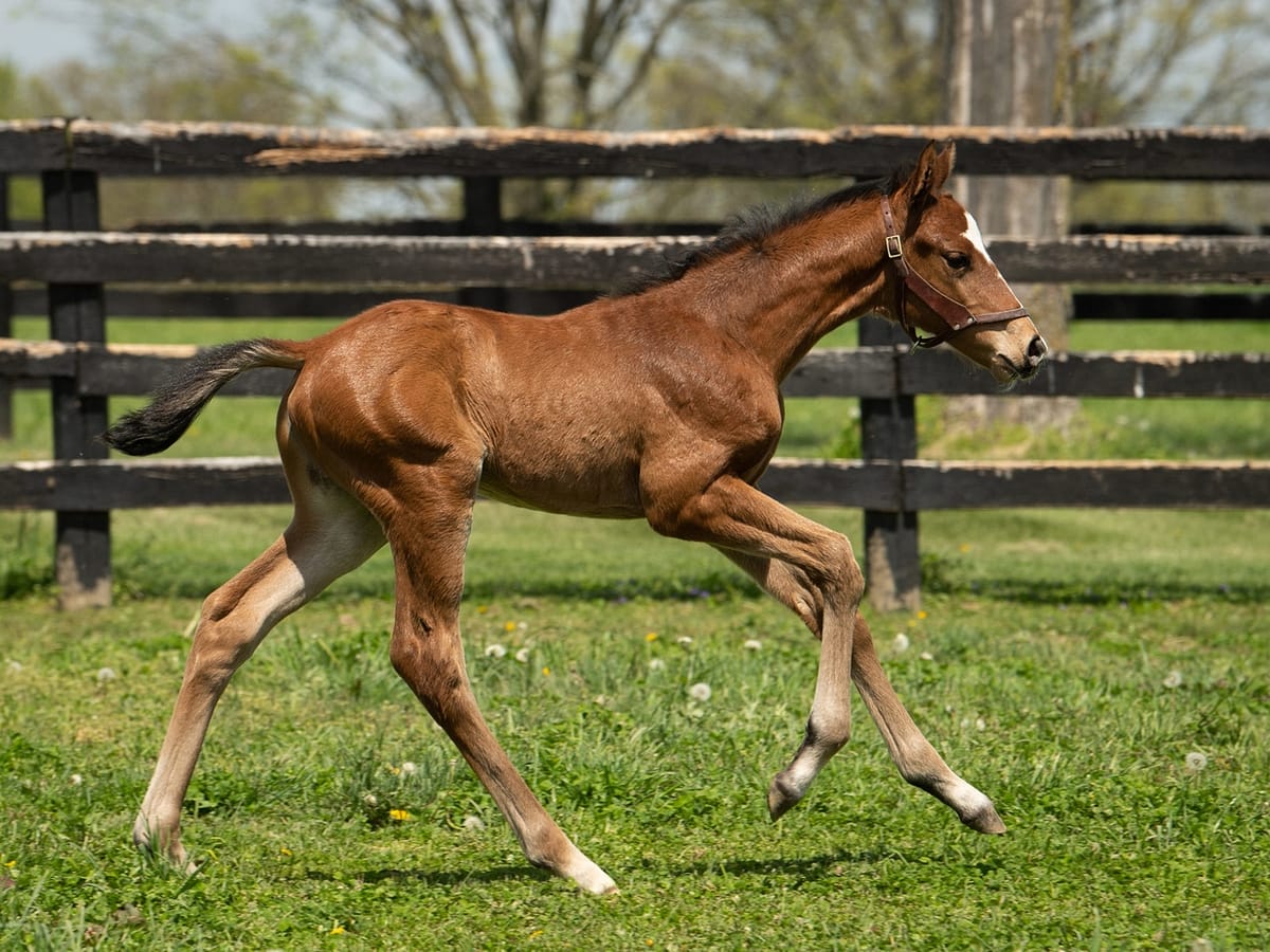 Dulce Periculum 21 filly | Pictured at 9 days old | Bred by Mulholland Springs Farm | Spendthrift Farm Photo