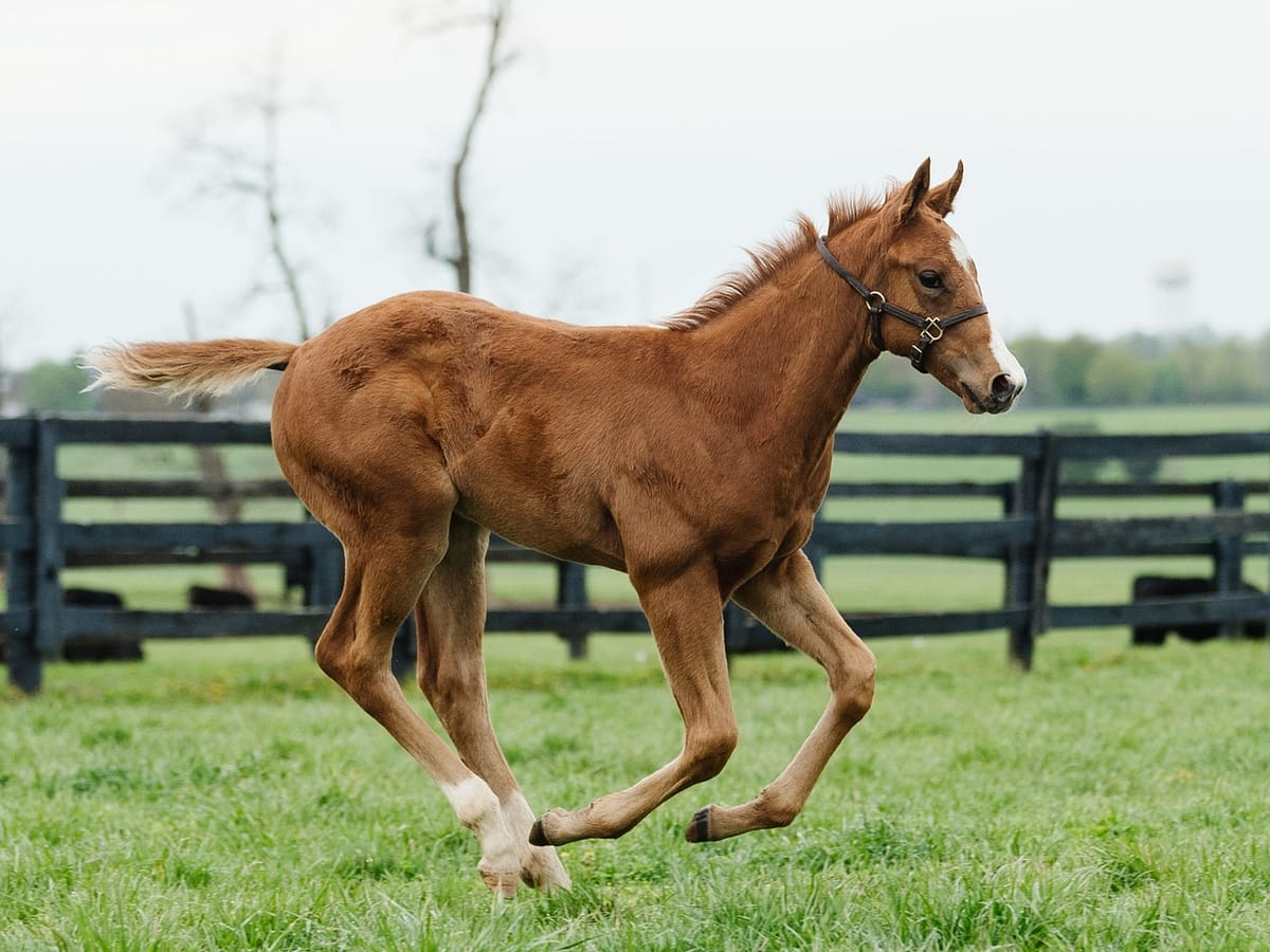 Melody Girl '21 Colt | Pictured at 62 Days Old | Bred by Glencrest Farm | Spendthrift Farm Photo