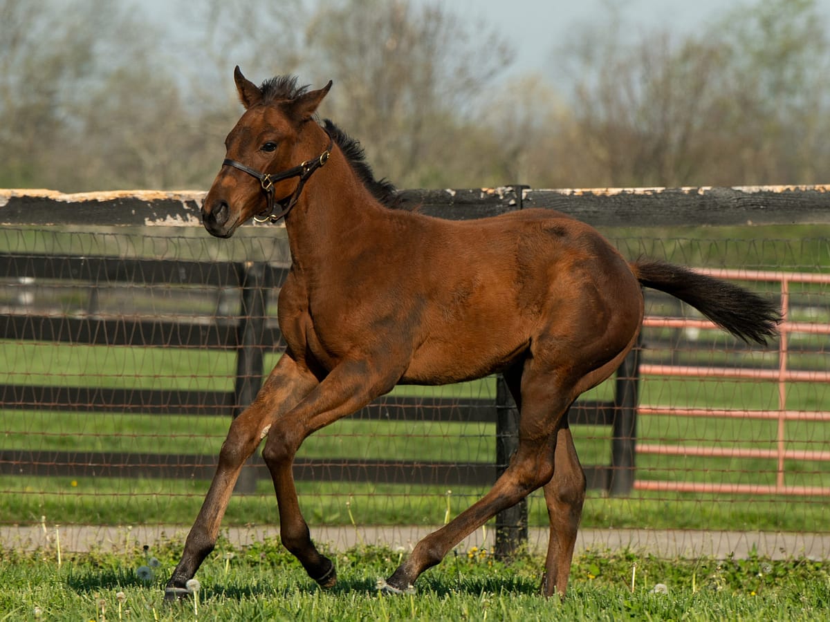 Shaken 21 | Pictured at 70 days old | Bred by Mark Stansell | Spendthrift Farm Photo
