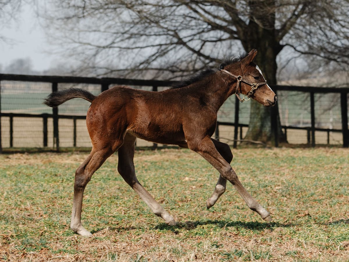 Summer on the Lawn 21 filly | Pictured at 24 days old | Bred by Fred W. Hertrich III | Spendthrift Farm Photo